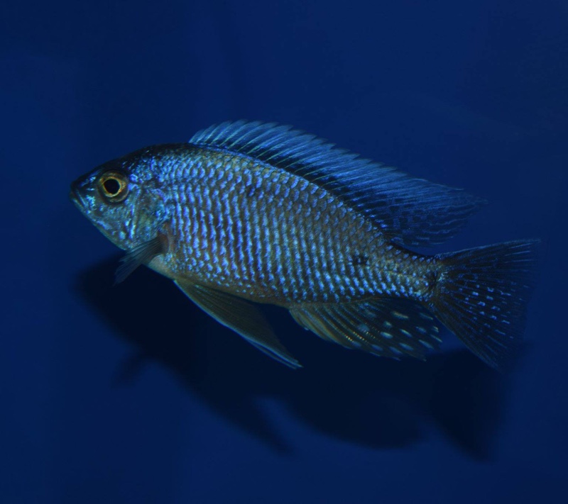 Copadichromis borleyi 'Nkhata Bay'